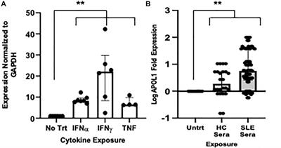 APOL1 variant-expressing endothelial cells exhibit autophagic dysfunction and mitochondrial stress